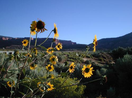 Ahweeh Gohweeh Coffee Place in Shiprock, NM
Sunflowers and red rock hills, Lukachukai side of Buffalo Pass
